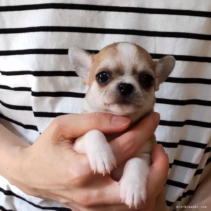 ID：2410-02388の子犬