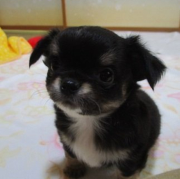 チワワ(ロング)【山形県・男の子・2022年4月4日・ブラックタン】の写真「明るい性格の懐こいボクです。」