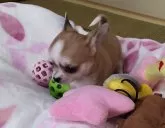 チワワ(スムース)【山形県・女の子・2024年9月1日・フォーンホワイト】の写真4「良い子に育っています」