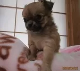 チワワ(ロング)【山形県・女の子・2024年2月6日・フォーン】の写真5「鼻の周りから黒い差し毛が抜け始めていますよ、生後８ヶ月頃にはライトブラウンの毛色に変化しますよ」