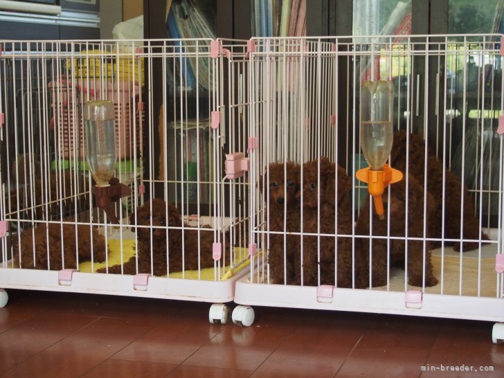 リビング内の子犬達　お引き渡しまで、生活音と一緒に過ごします。｜牟田口　まり子(むたぐち　まりこ)ブリーダー(福岡県・トイプードル・JKC登録)の紹介写真7