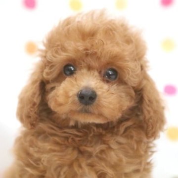 トイプードル(ティーカップ)【福岡県・男の子・2025年7月3日・アプリコット】の写真「アプリコットの可愛い男の子」