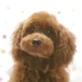 タイニープードル