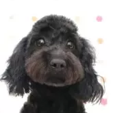 タイニープードル