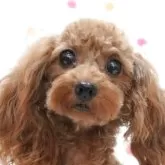 ティーカッププードル