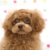 ティーカッププードル