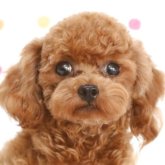 トイプードル(ティーカップ)