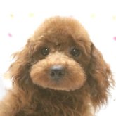 トイプードル(トイ)