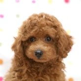 トイプードル(トイ)