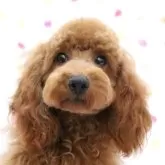 トイプードル(トイ)