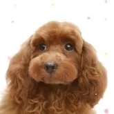 トイプードル(トイ)