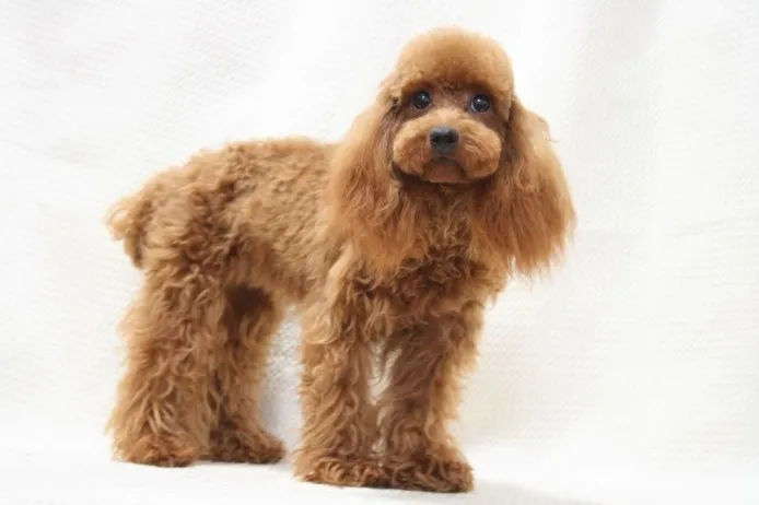 ID：1309-01105の子犬