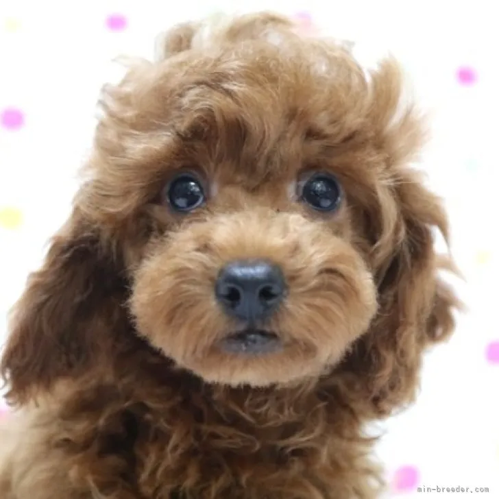 ID：2305-03358の子犬