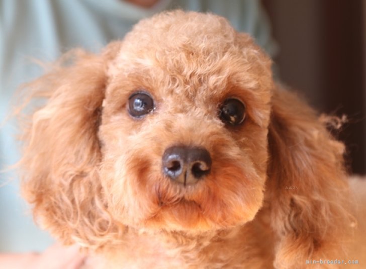 トイプードル(トイ)【・男の子・2021年6月21日・レッド】