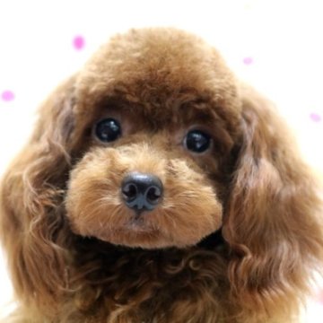 トイプードル(タイニー)【福岡県・男の子・2023年1月28日・レッド】の写真「オメメクルクルのレッドのタイニーサイズの男の子」