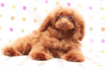 トイプードル(ティーカップ)【福岡県・女の子・2016年4月8日・レッド】の写真「マイクロTカップ確定のレッドの女の子」
