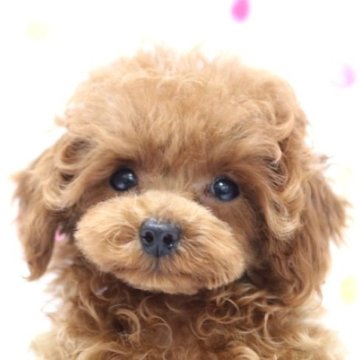 トイプードル(ティーカップ)【福岡県・男の子・2023年1月28日・レッド】の写真「超！チビチビ君　レッドの男の子」