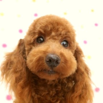 トイプードル(トイ)【福岡県・男の子・2023年5月20日・レッド】の写真「トイサイズ　たくさん遊ぼう！レッドの男の子」