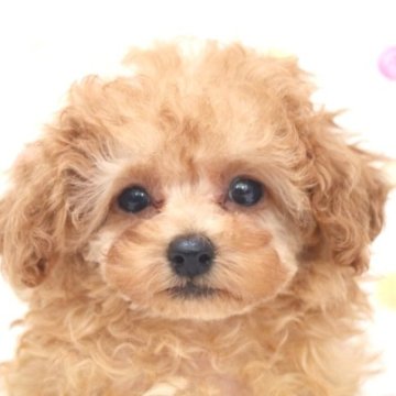 トイプードル(ティーカップ)【福岡県・女の子・2022年12月4日・アプリコット】の写真「アプリコットのお鼻の短いおチビな女の子」