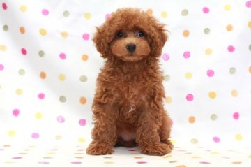 トイプードル(タイニー)【福岡県・女の子・2018年2月7日・レッド】の写真「可愛いタイニーサイズのレッドの女の子」