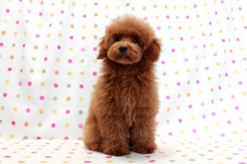 トイプードル(トイ)【福岡県・女の子・2017年9月24日・レッド】の写真「可愛いレッドの女の子♪」