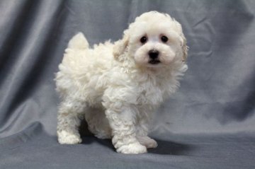 トイプードル(トイ)【福岡県・男の子・2017年10月6日・ホワイト】の写真「ふわふわもこもこのホワイトの男の子♪」