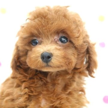 トイプードル(タイニー)【福岡県・男の子・2023年8月3日・レッド】の写真「レッドのチビチビなタイニーサイズの男の子」