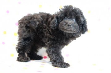 トイプードル(タイニー)【福岡県・男の子・2015年10月27日・ブラック】の写真「良血統で、お顔の可愛いブラックの男の子」