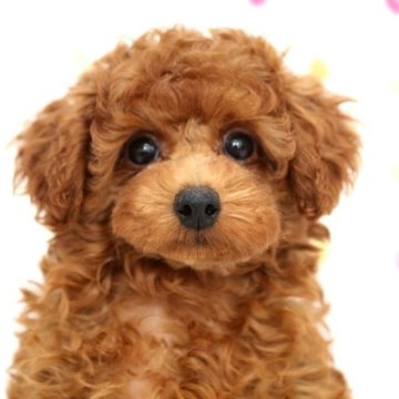 トイプードル(トイ)【福岡県・女の子・2023年8月3日・レッド】の写真「レッドのクルクル巻き毛のトイサイズの可愛い女の子」