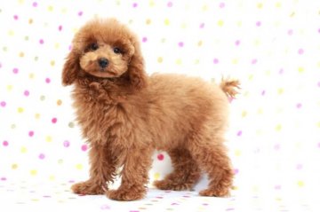 トイプードル(トイ)【福岡県・男の子・2015年7月14日・アプリコット】の写真「良血統の毛量抜群のアプリコットの男の子」