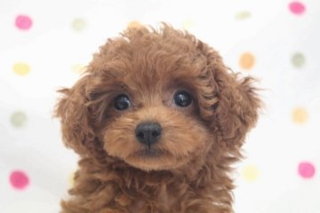 トイプードル(タイニー)【福岡県・女の子・2021年6月23日・レッド】の写真「タイニーサイズ予想のレッドの女の子」