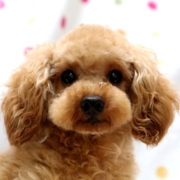 トイプードル(タイニー)【福岡県・男の子・2023年3月31日・アプリコット】の写真「アプリコットのタイニーサイズの男の子」