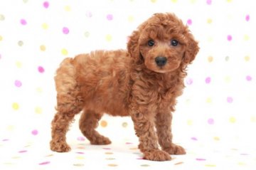 トイプードル(トイ)【福岡県・女の子・2018年1月22日・レッド】の写真「お顔の可愛いレッドの女の子♀」