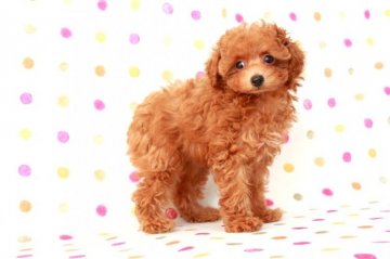 トイプードル(ティーカップ)【福岡県・女の子・2016年11月2日・レッド】の写真「とても可愛いTカップのレッドの女の子」