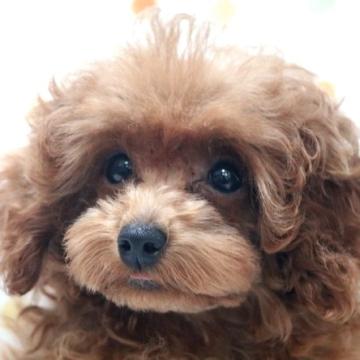 トイプードル(ティーカップ)【福岡県・女の子・2022年5月21日・アプリコット】の写真「小さなアプリコットの可愛い女の子」