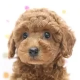 トイプードル(トイ)【福岡県・女の子・2024年3月9日・レッド】の写真1「06月20日現在　体重　2.3kg」