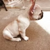 フレンチブルドッグ【兵庫県・男の子・2025年2月23日・フォーン】の写真10