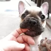 フレンチブルドッグ【兵庫県・男の子・2025年2月23日・フォーン】の写真11