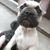 フレンチブルドッグ【兵庫県・男の子・2025年2月23日・フォーン】の写真13