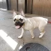 フレンチブルドッグ【兵庫県・男の子・2025年2月23日・フォーン】の写真14