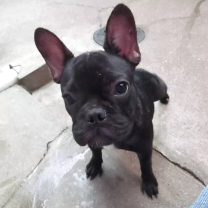 フレンチブルドッグ【兵庫県・女の子・2025年5月6日・ブリンドル】の写真1