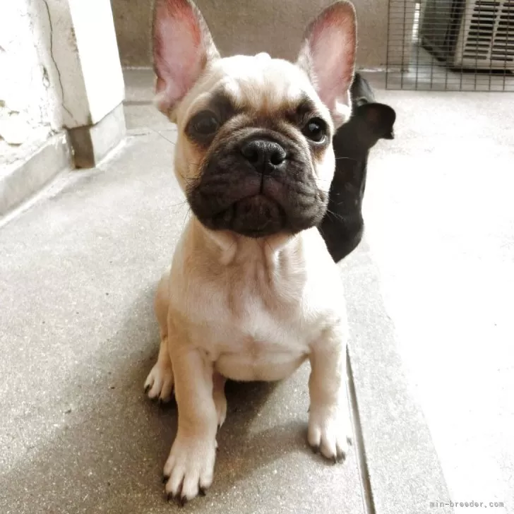 ID：2504-02349の子犬