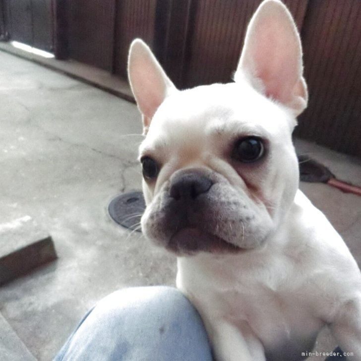 ブリーダー画像