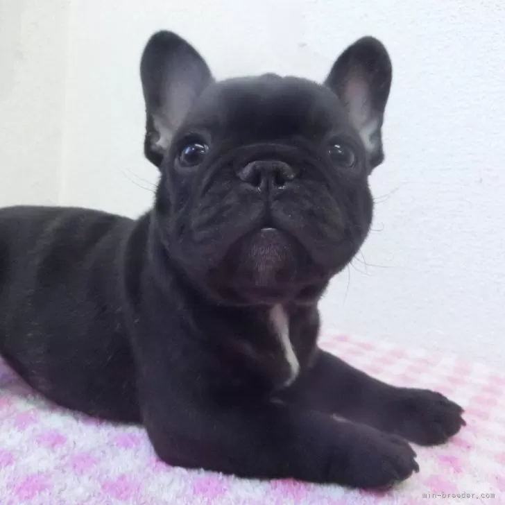 ID:2501-06004の子犬