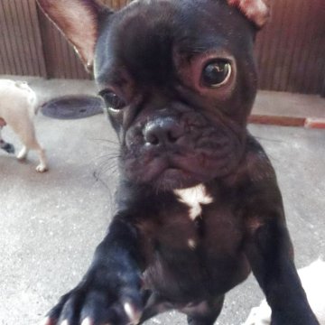 フレンチブルドッグ【兵庫県・女の子・2025年5月6日・ブリンドル】の写真「胴の短いきれいな体形してます」