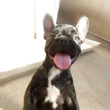 フレンチブルドッグ【兵庫県・女の子・2025年2月23日・ブリンドル】の写真「人懐こく甘えたな子」