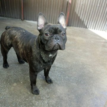 フレンチブルドッグ【兵庫県・男の子・2023年10月3日・ブリンドル】の写真「去勢手術済 手術代込みの価格です」
