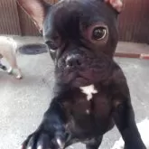 フレンチブルドッグ