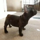 フレンチブルドッグ