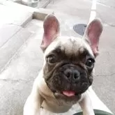 フレンチブルドッグ